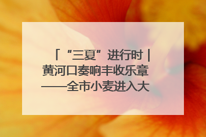 “三夏”进行时｜黄河口奏响丰收乐章——全市小麦进入大面积收获高峰期