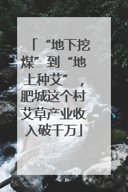 “地下挖煤”到“地上种艾”，肥城这个村艾草产业收入破千万