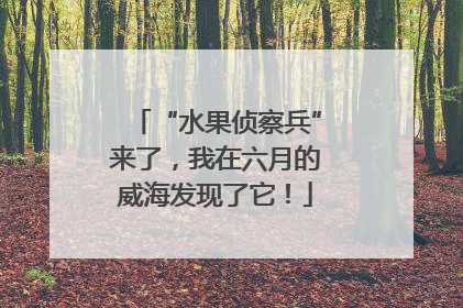 “水果侦察兵”来了，我在六月的威海发现了它！