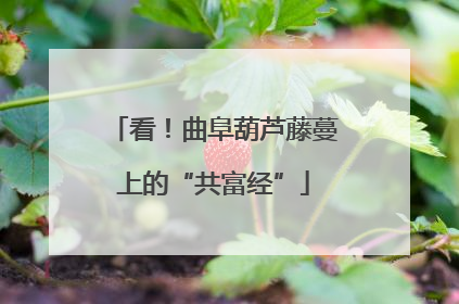看！曲阜葫芦藤蔓上的“共富经”
