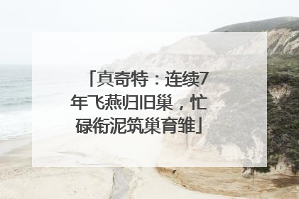 真奇特：连续7年飞燕归旧巢，忙碌衔泥筑巢育雏