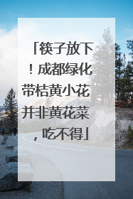 筷子放下！成都绿化带桔黄小花并非黄花菜，吃不得