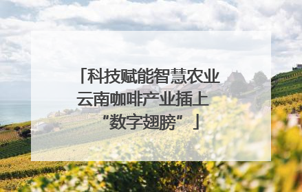 科技赋能智慧农业 云南咖啡产业插上“数字翅膀”