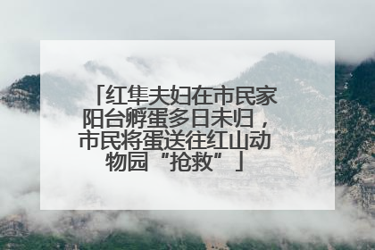 红隼夫妇在市民家阳台孵蛋多日未归，市民将蛋送往红山动物园“抢救”