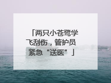 两只小苍鹭学飞刮伤，管护员紧急“送医”