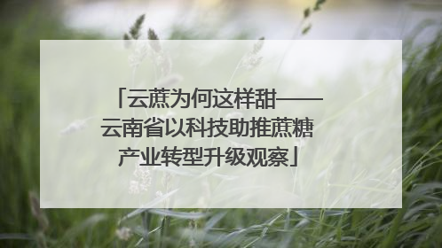 云蔗为何这样甜——云南省以科技助推蔗糖产业转型升级观察