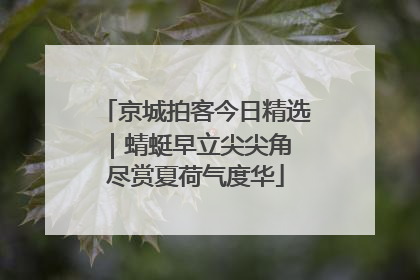 京城拍客今日精选｜蜻蜓早立尖尖角 尽赏夏荷气度华