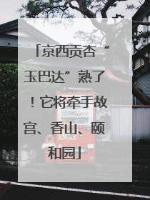 京西贡杏“玉巴达”熟了！它将牵手故宫、香山、颐和园