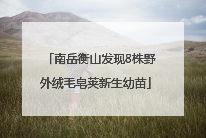 南岳衡山发现8株野外绒毛皂荚新生幼苗