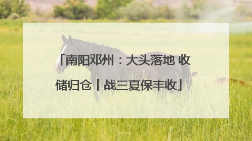 南阳邓州：大头落地 收储归仓丨战三夏保丰收