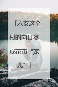 六安这个村的向日葵成花市“宠儿”