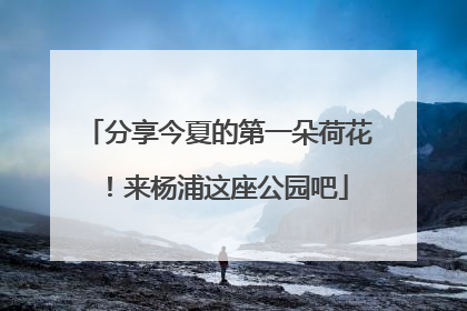 分享今夏的第一朵荷花！来杨浦这座公园吧