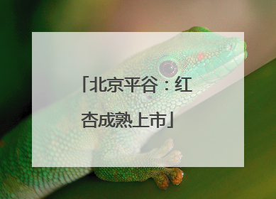 北京平谷：红杏成熟上市