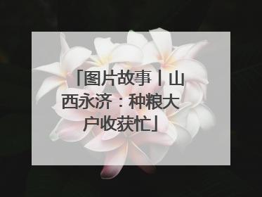 图片故事丨山西永济：种粮大户收获忙