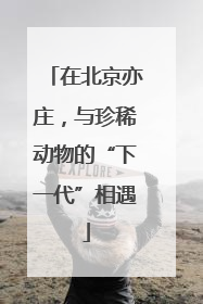 在北京亦庄，与珍稀动物的“下一代”相遇