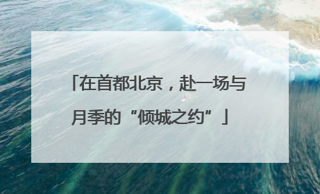 在首都北京，赴一场与月季的“倾城之约”