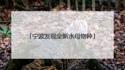 宁波发现全新水母物种