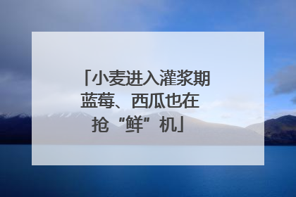 小麦进入灌浆期 蓝莓、西瓜也在抢“鲜”机