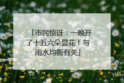 市民惊讶：一晚开了十五六朵昙花！与雨水均衡有关