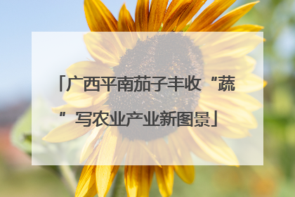广西平南茄子丰收“蔬”写农业产业新图景