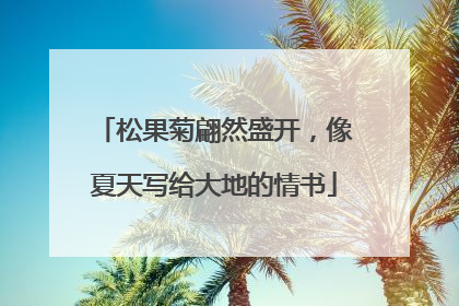 松果菊翩然盛开，像夏天写给大地的情书