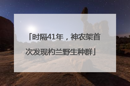 时隔41年，神农架首次发现杓兰野生种群