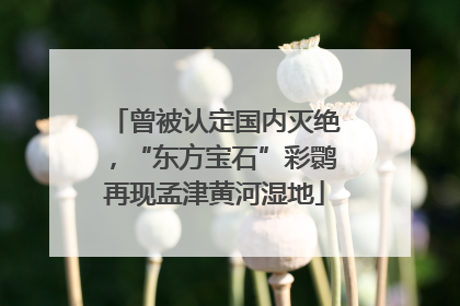 曾被认定国内灭绝，“东方宝石”彩鹮再现孟津黄河湿地