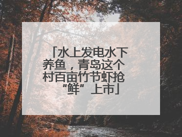 水上发电水下养鱼，青岛这个村百亩竹节虾抢“鲜”上市
