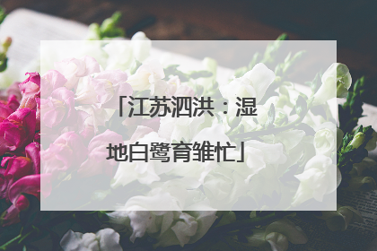 江苏泗洪：湿地白鹭育雏忙