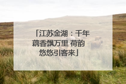 江苏金湖：千年藕香飘万里 荷韵悠悠引客来