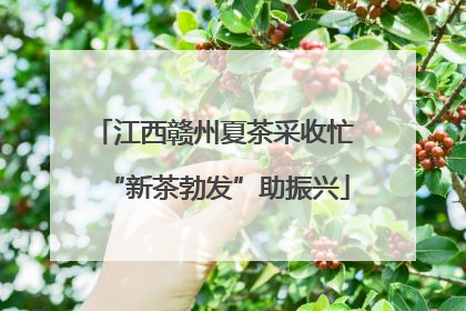 江西赣州夏茶采收忙 “新茶勃发”助振兴
