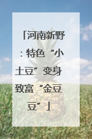 河南新野：特色“小土豆”变身致富“金豆豆”