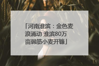 河南淮滨：金色麦浪涌动 淮滨80万亩弱筋小麦开镰