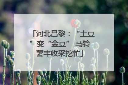 河北昌黎：“土豆”变“金豆” 马铃薯丰收采挖忙