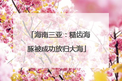 海南三亚：糙齿海豚被成功放归大海