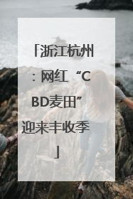 浙江杭州：网红“CBD麦田”迎来丰收季