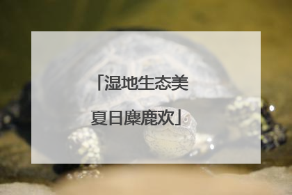 湿地生态美 夏日麋鹿欢