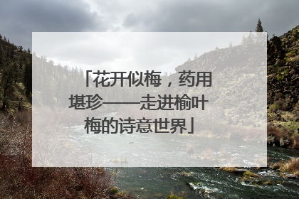 花开似梅，药用堪珍——走进榆叶梅的诗意世界