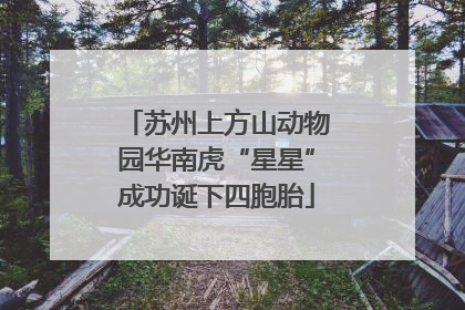 苏州上方山动物园华南虎“星星”成功诞下四胞胎