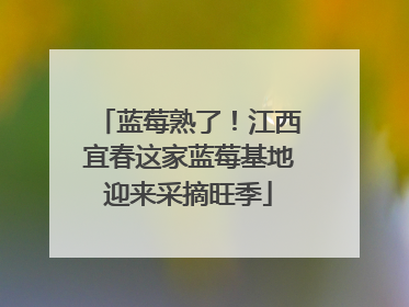 蓝莓熟了！江西宜春这家蓝莓基地迎来采摘旺季