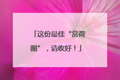 这份最佳“赏荷图”，请收好！
