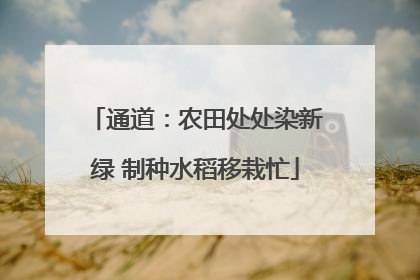 通道：农田处处染新绿 制种水稻移栽忙