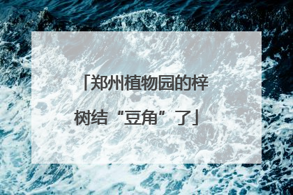 郑州植物园的梓树结“豆角”了
