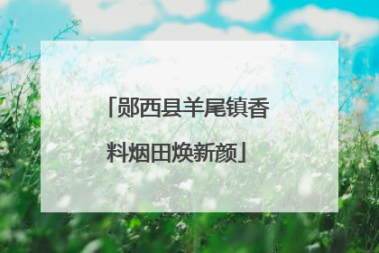 郧西县羊尾镇香料烟田焕新颜