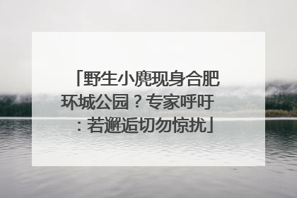 野生小麂现身合肥环城公园？专家呼吁：若邂逅切勿惊扰