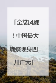 金裳凤蝶！中国最大蝴蝶现身四川广元