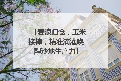 麦浪归仓，玉米接棒，精准滴灌唤醒沙地生产力
