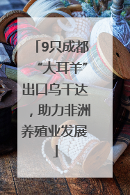 9只成都“大耳羊”出口乌干达，助力非洲养殖业发展
